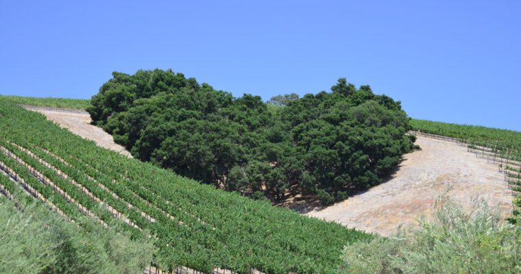 ◆募集中◆　南カリフォルニアワインを楽しむ会　2019年前半特別企画【4大銘醸地を味わう】