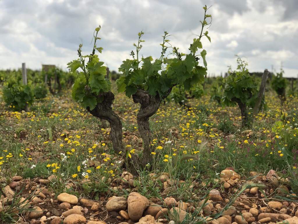 ローヌ渓谷南部 左岸のワイナリー巡り