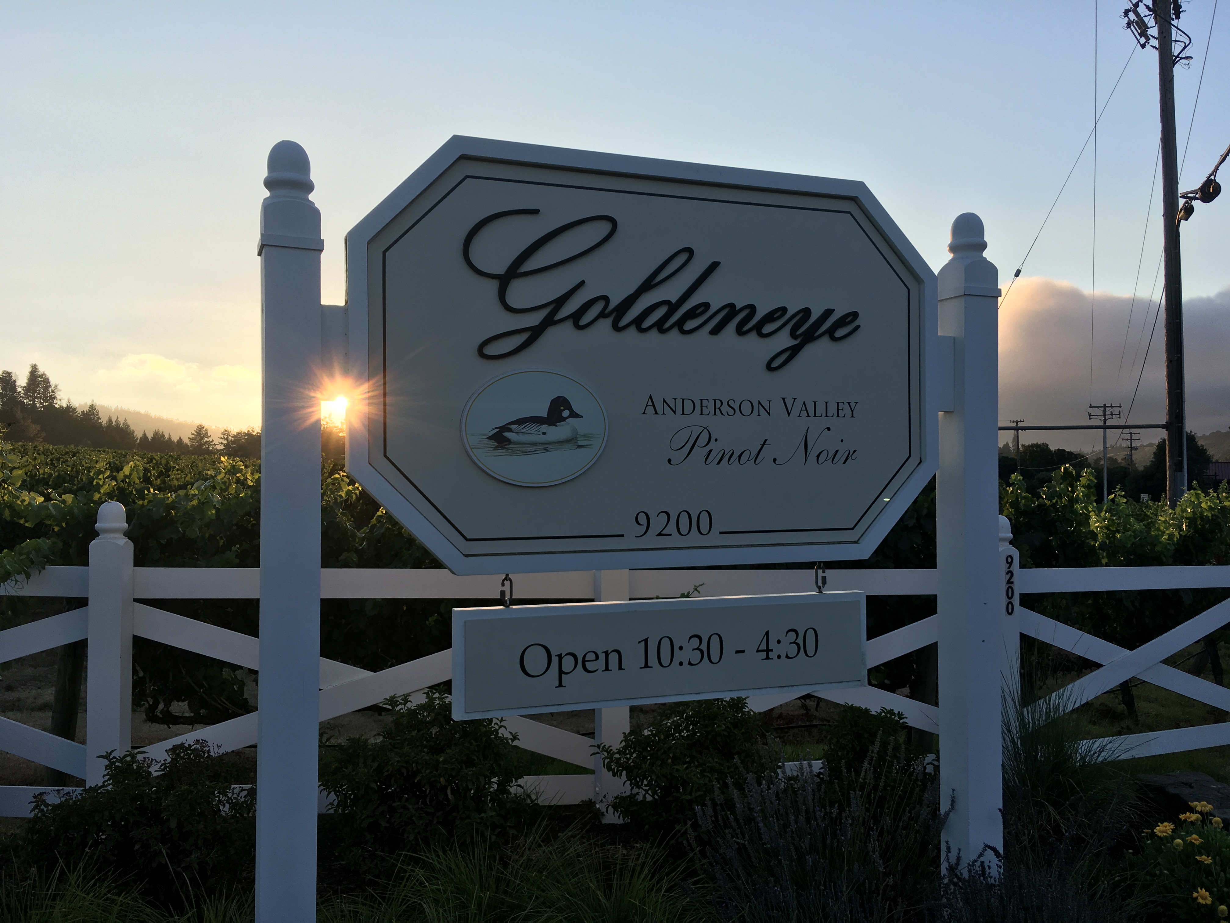 絶景のテラスでのカリフォルニアのピノ・ノワールをテイスティング Goldeneye Winery