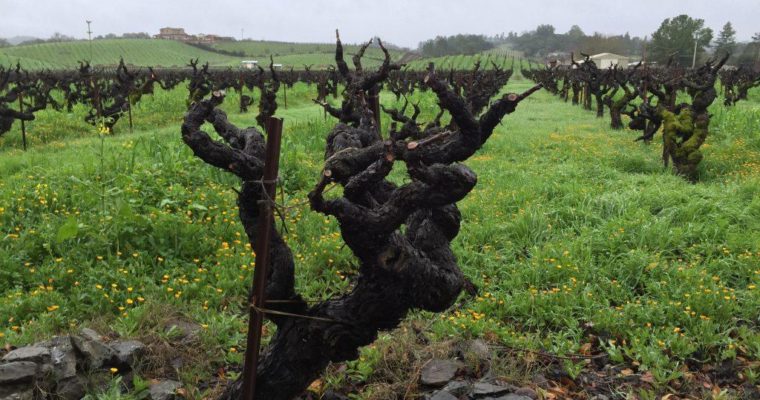 ◆終了◆　2019.3.2 カリフォルニアワイン【ジンファンデル】5本飲み比べ 第2回