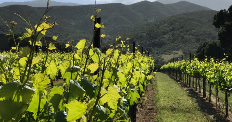 ◆終了◆ 2019.06.22   南カリフォルニアワインを楽しむ会　第10回 【モントレーとテメキュラ】